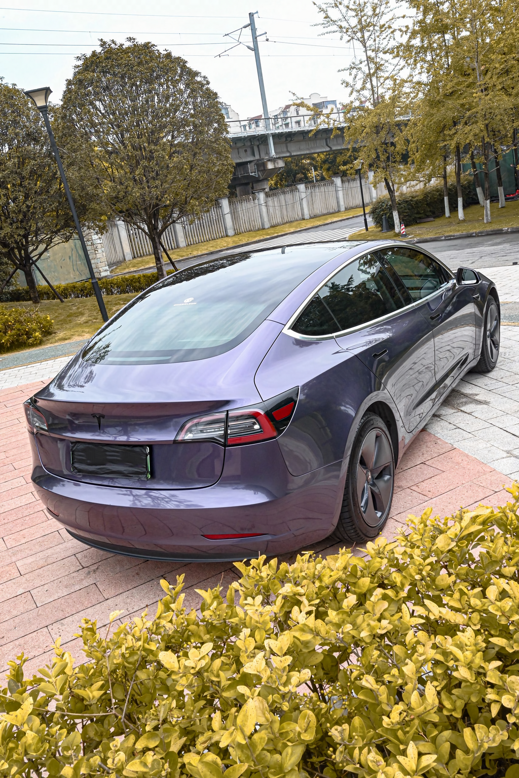 Gray Violet